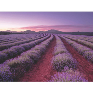 Παζλ 500 Jigsaw Lavender Fields  (SC-1)