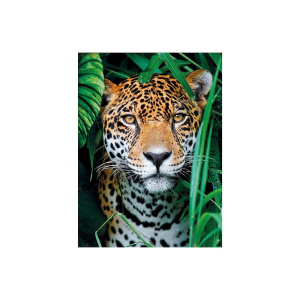 Clementoni Παζλ 500 High Quality Collection Τίγρης Στη Ζούγκλα  (1220-35127)