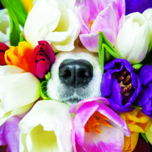 Ευχετήρια Κάρτα Paper Rose Μουσούδα Σκύλου Μέσα Σε Λουλούδια  (66595)
